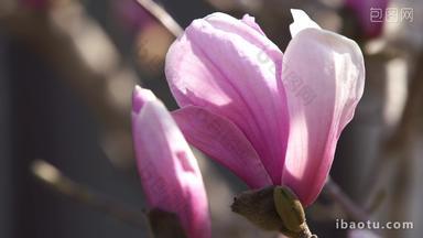 风吹动春天里的粉色玉兰花